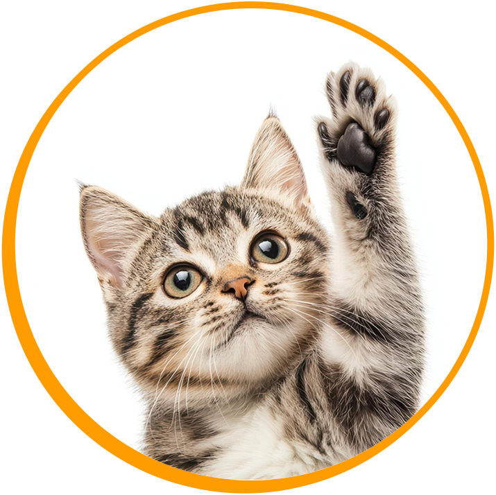 Comida-para-gato-a-domicilio-tienda-valle-de-los-chillos-sangolqui-quito-alimento-premium