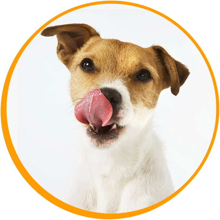 Comida-para-perro-a-domicilio-tienda-valle-de-los-chillos-sangolqui-quito-alimento-premium