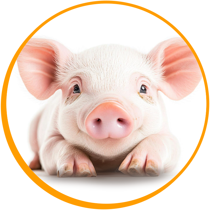 balanceado-para-ganado-cerdos-y-pollos-valle-de-los-chillos-sangolqui-valle-de-los-chillos-amaguaña-